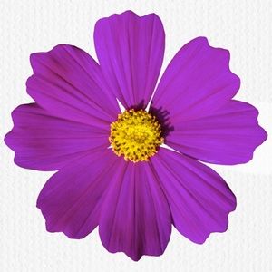 Meet your Posher, Roilan